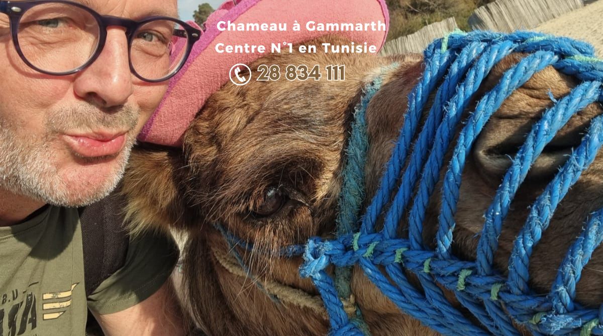 Chameau à Gammarth