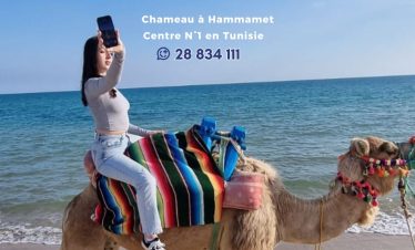 Chameau à Hammamet